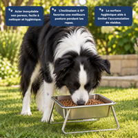 Gamelle Orthopédique – Moyens & Grands Chiens | Pellowsy™